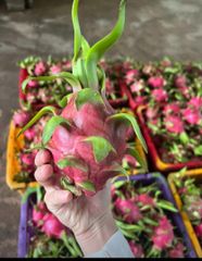 Fresh Dragon Fruit Competitive Price – product photo 1, product detail gallery